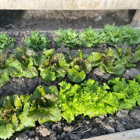 Laserrafelice Hébergement de vacances Imperia