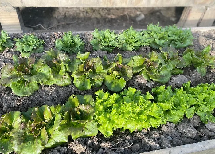 Laserrafelice Casa de Férias Imperia